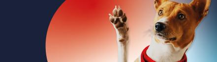 Picture of a dog with a red bandana raising its paw.
