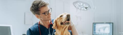 Veterinarian examining a golden retriever during a checkup in a veterinary clinic