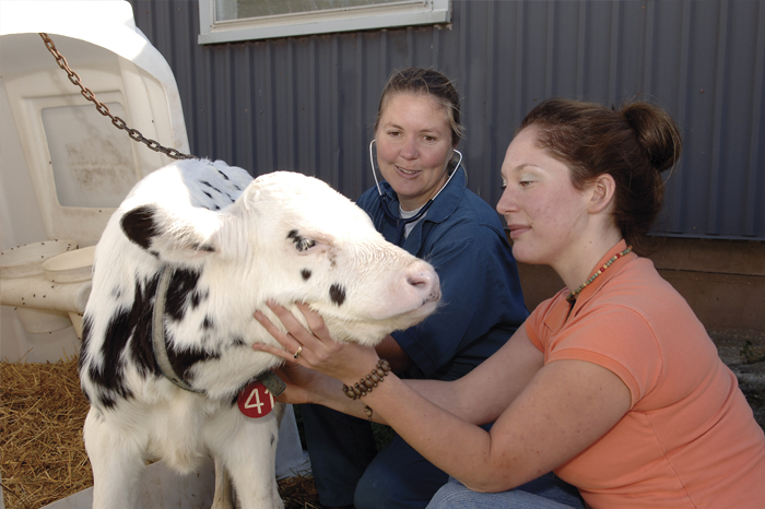 Two female veterinarians and a young dairy calf