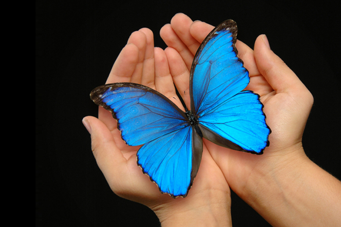 Hands holding blue butterfly