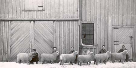 Alumni House as a Sheep Barn