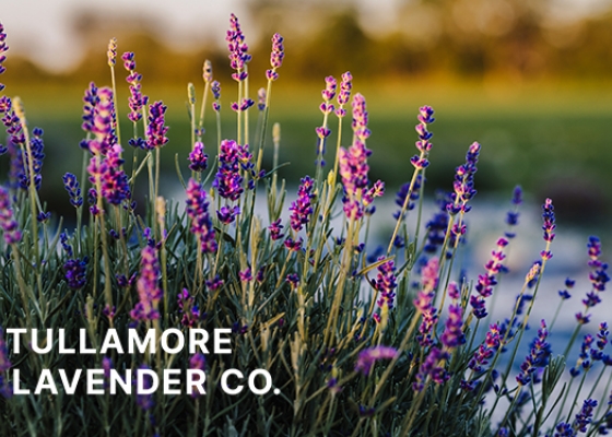 Lavender field with Tullamore Lavender logo