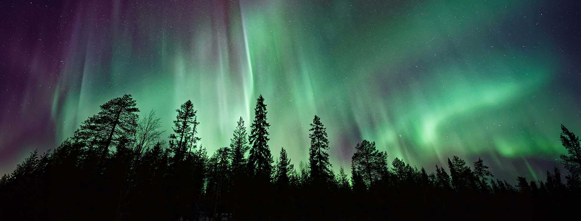 Aurora borealis in night sky above a darkened forest