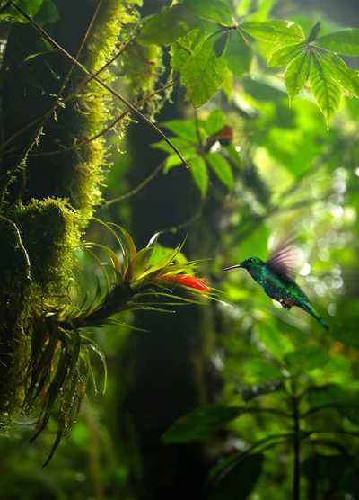 A vibrant hummingbird hovers near a blooming flower in the lush, green rainforest of Costa Rica, capturing the delicate interaction of nature.