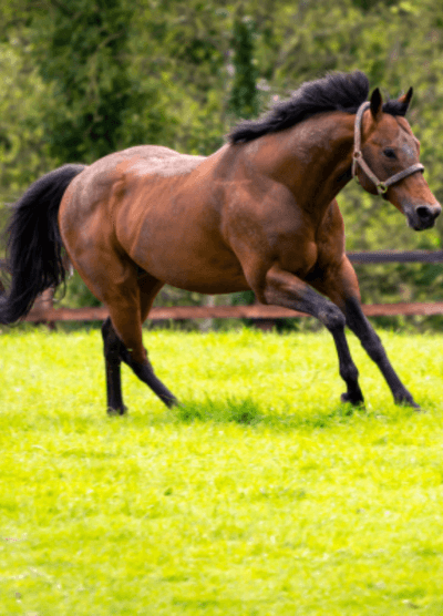 A stallion runs through the lush grass at the National Stud in Kildare, Ireland. The powerful horse’s mane flows as it moves gracefully, showcasing the beauty and strength of this majestic animal in its natural environment.