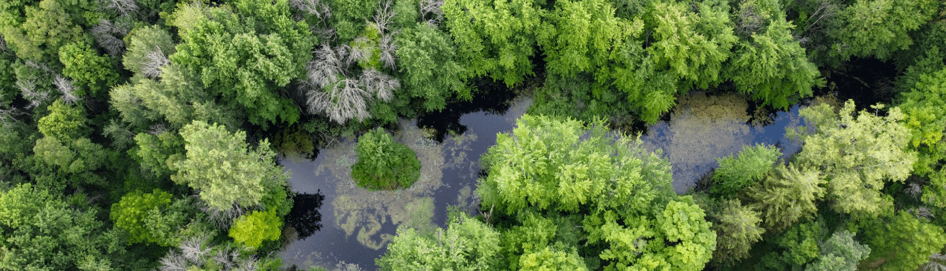 University of Guelph Arboretum Aerial View