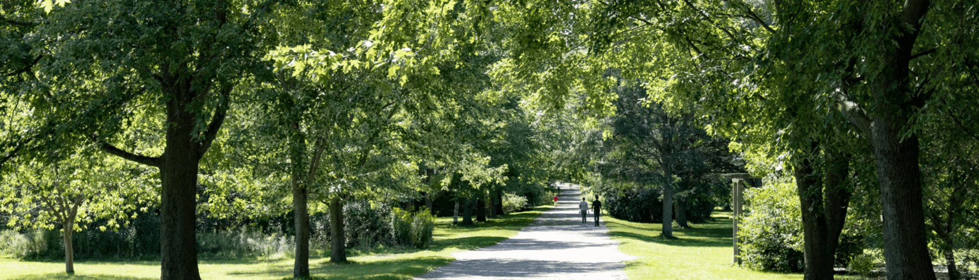 Landscape view of a walkway in the Arboretum surrounded by lush green trees