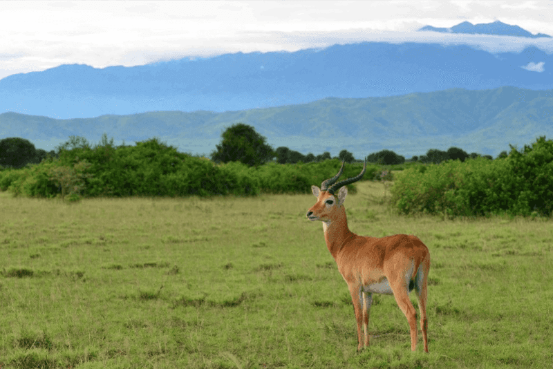 A Uganda kob antelope standing in an open grassy savannah with green shrubs and distant blue mountains under a cloudy sky in the background.