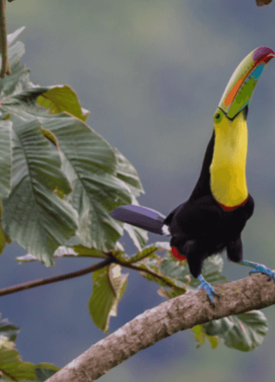 A vibrant keel-billed toucan perched on a tree branch with its colorful beak and bright yellow chest standing out against the lush tropical foliage.