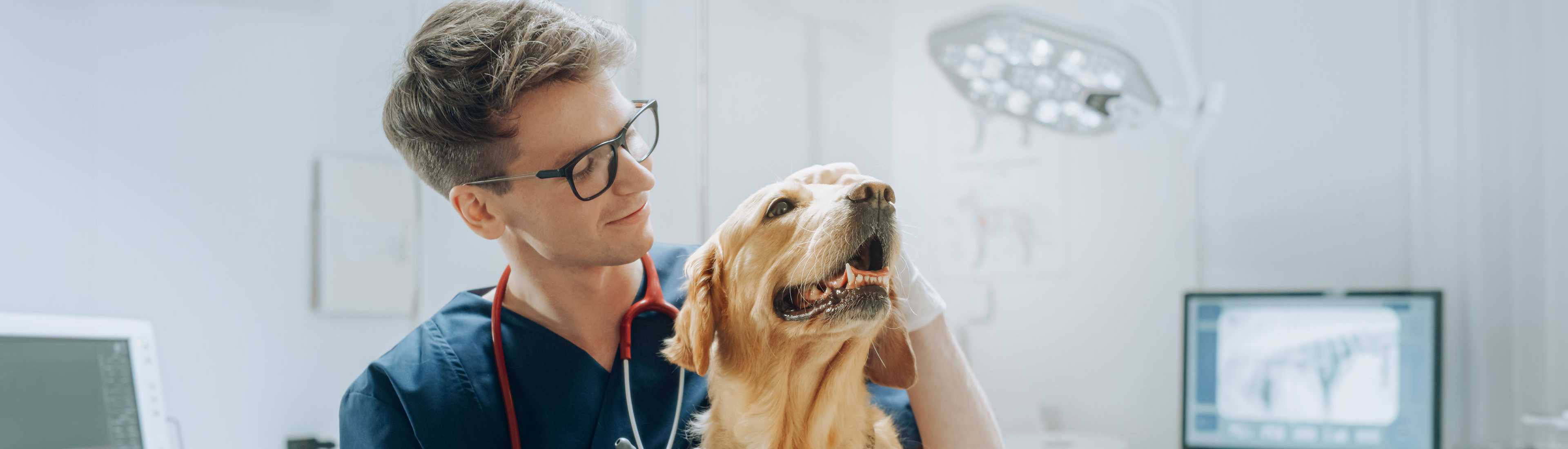 Veterinarian examining a golden retriever during a checkup in a veterinary clinic 