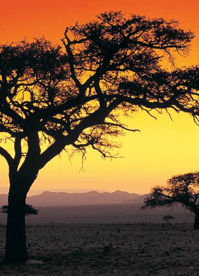 Silhouetted acacia trees stand against a vivid orange and yellow sunset sky in the Namibian savanna, with distant mountains on the horizon.