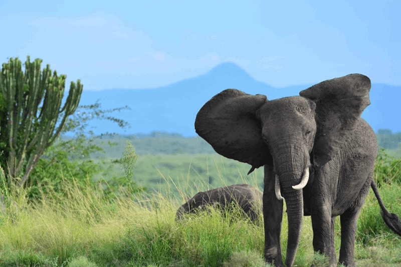 Two African elephants standing in a lush savannah with tall green grass, scattered trees, and distant blue mountains in the background.