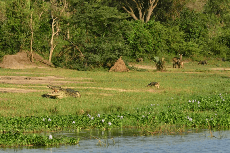 Two Nile crocodiles basking on grassy riverbanks with their mouths open, surrounded by green vegetation, with antelopes and other wildlife visible in the distant background.