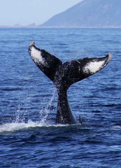 The tail of a Humpback Whale splashes in the Pacific Ocean during a whale-watching excursion, with distant mountains visible on the horizon.