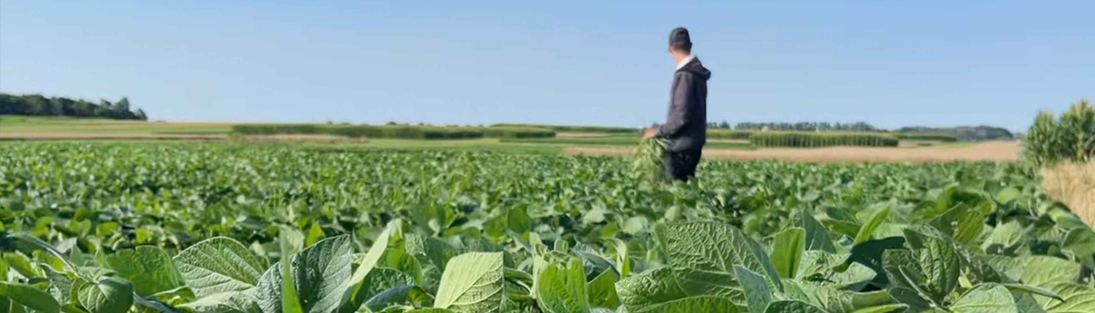 Elora crop fields