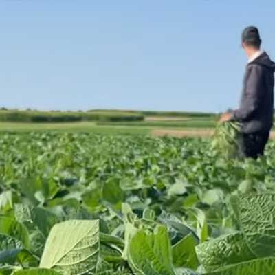 Elora crop fields